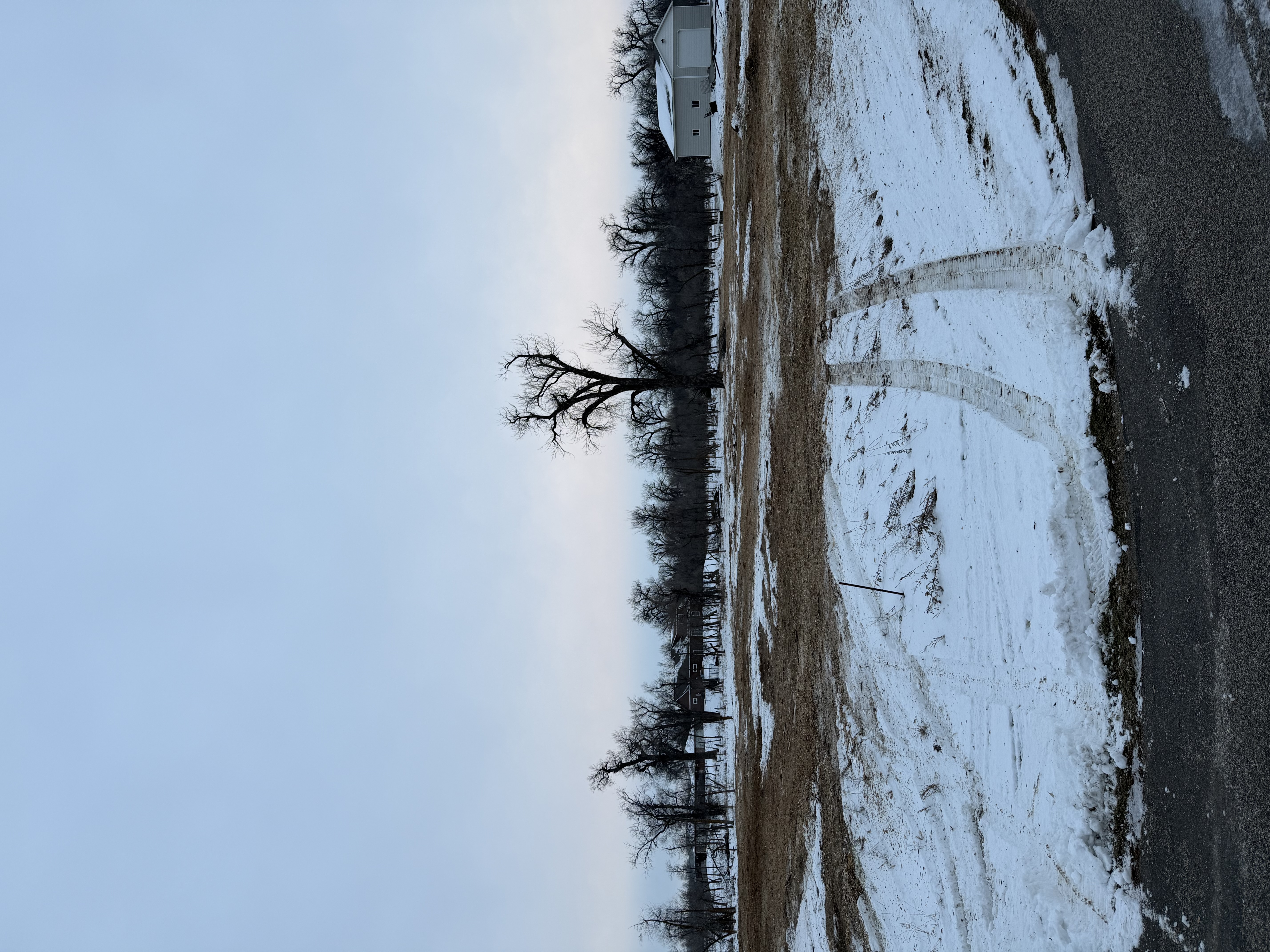 Tree mulching and clearing services removing invasive trees